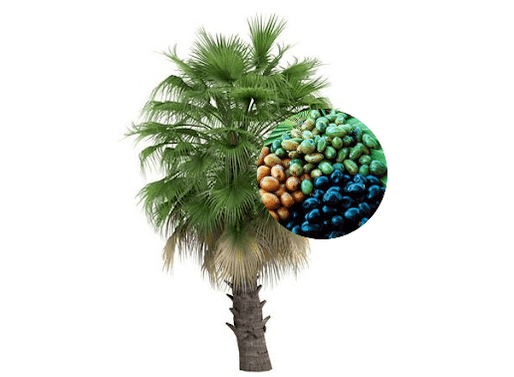 Prostamin Forte zawiera owoce palmy